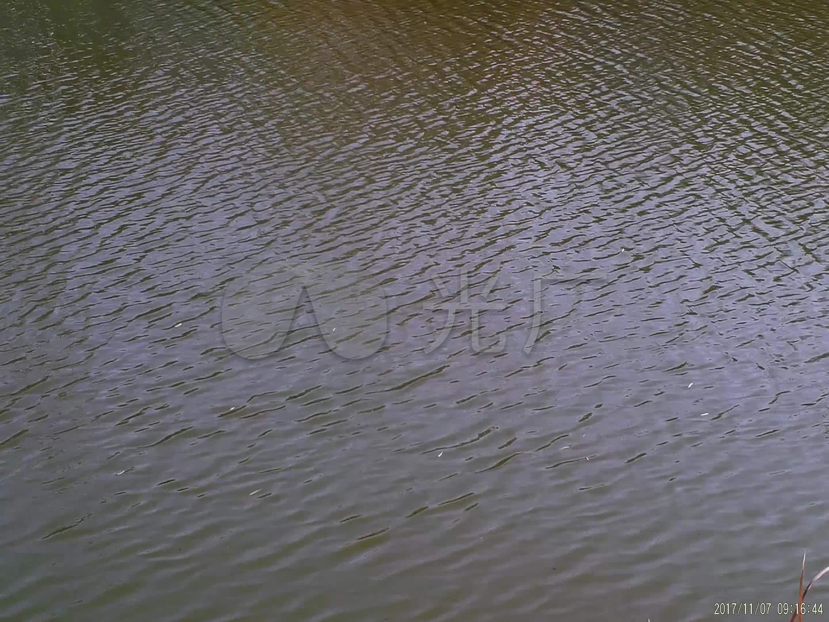 4k 池塘 河水 水纹 光线 视频