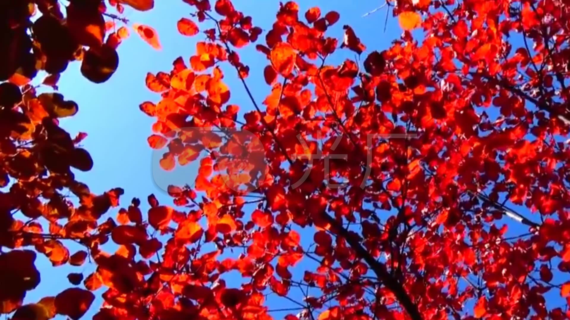 实拍 高山 红叶 秋叶 蓝天光线 背景