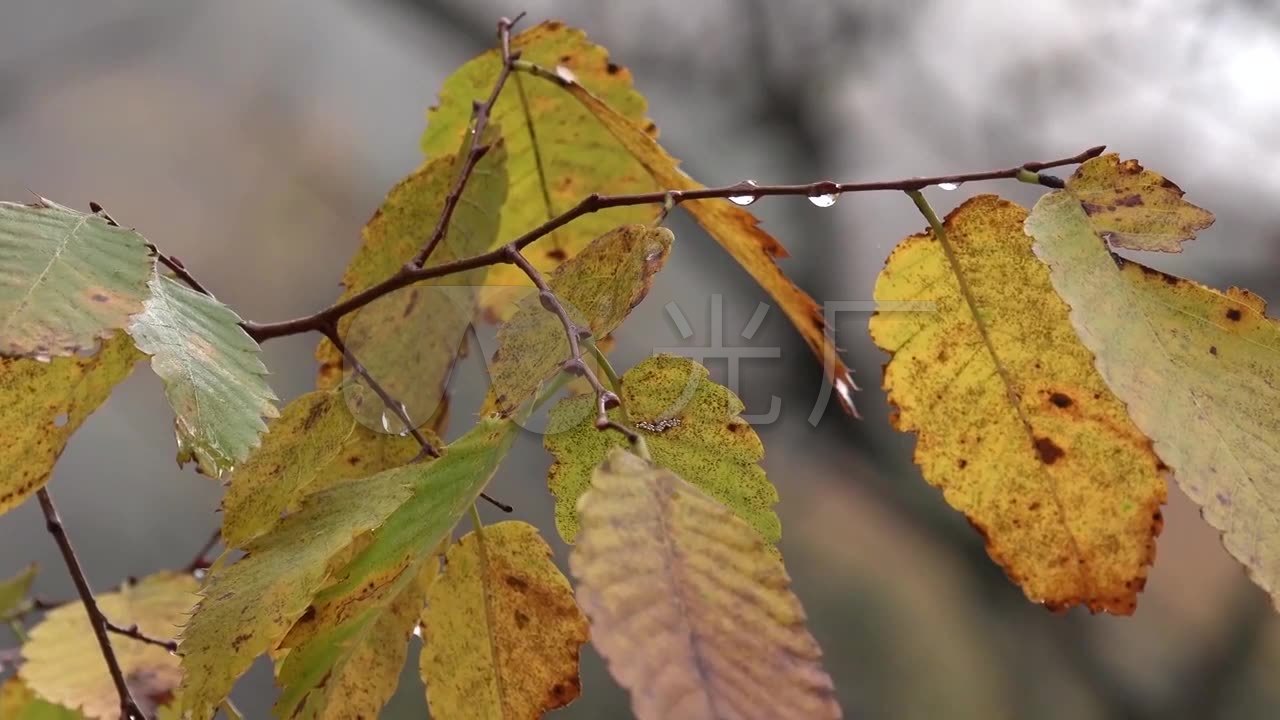 深秋雨中黄叶