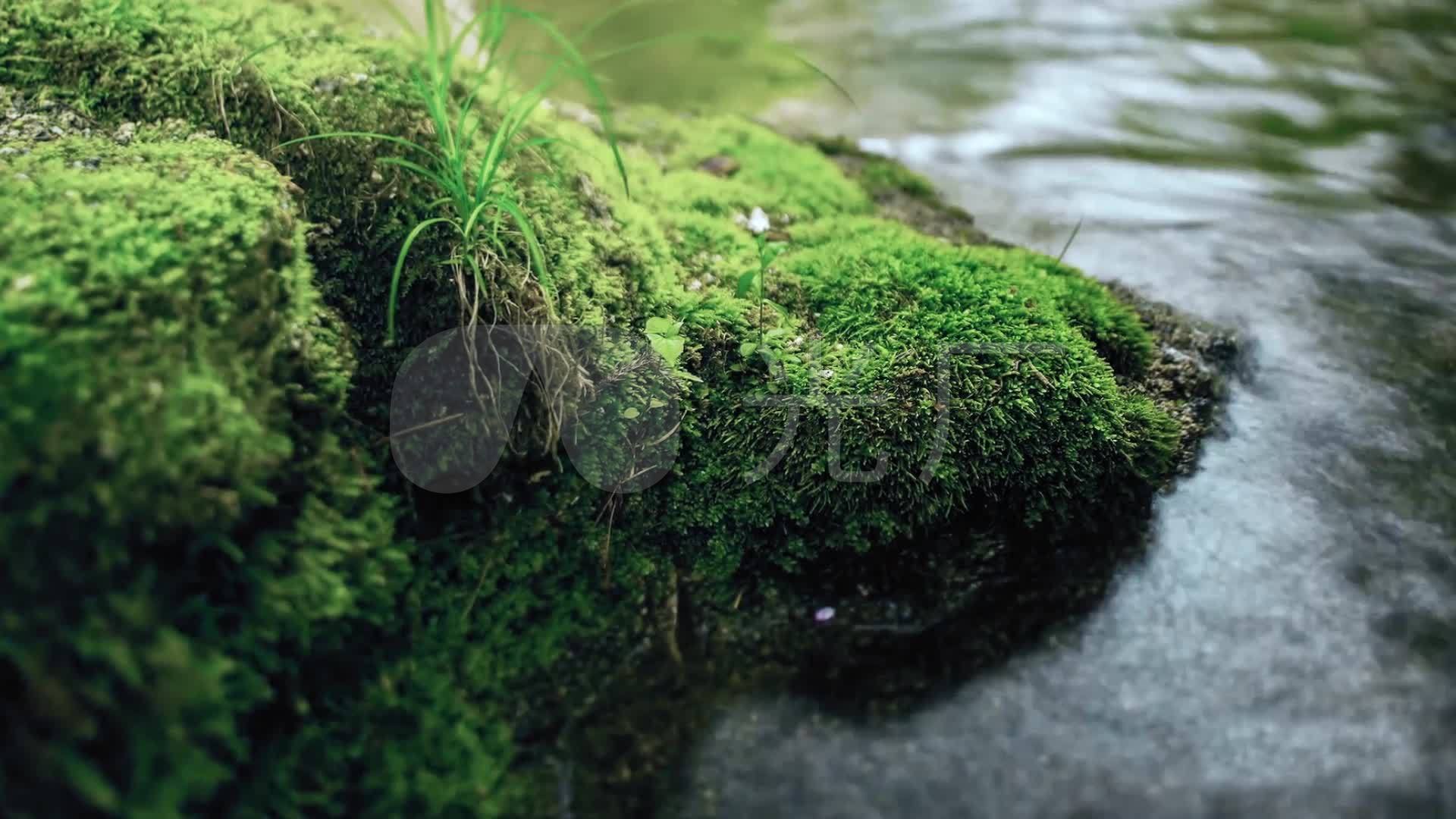 小溪旁的青草青苔_1920x1080_高清视频素材下载(编号
