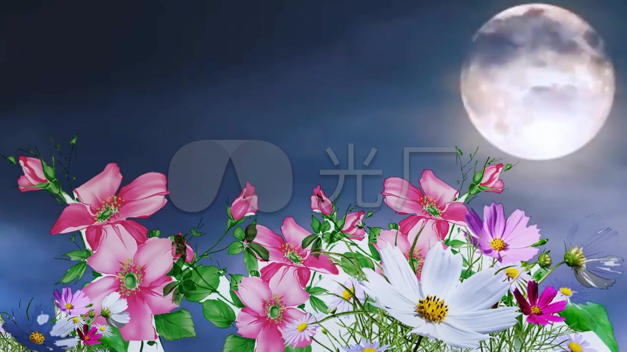 唯美花朵月亮背景_1280x720_高清视频素材下载(编号:)