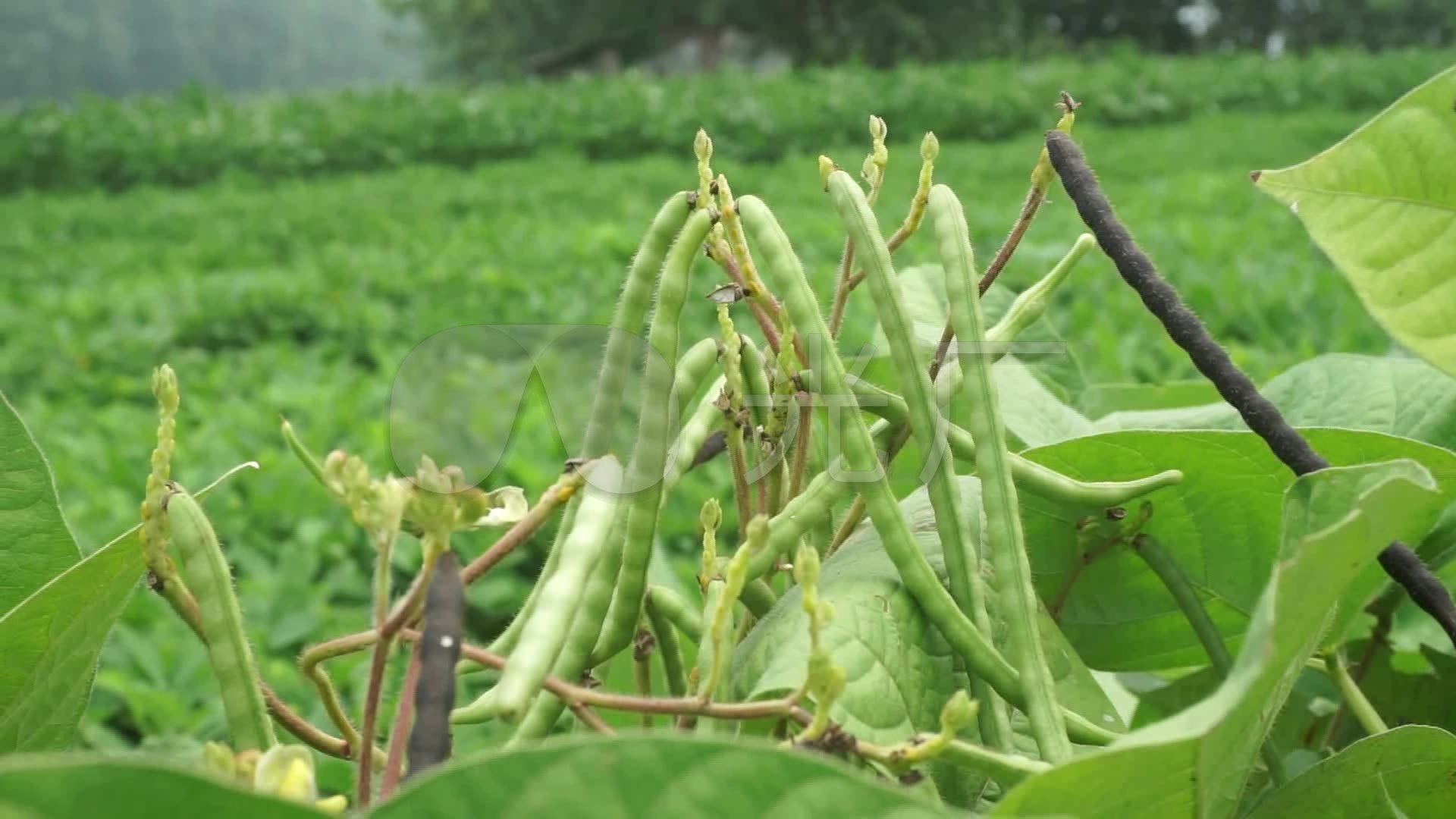 绿豆乡村豆荚绿豆植物绿豆荚_1920x1080_高清视频素材