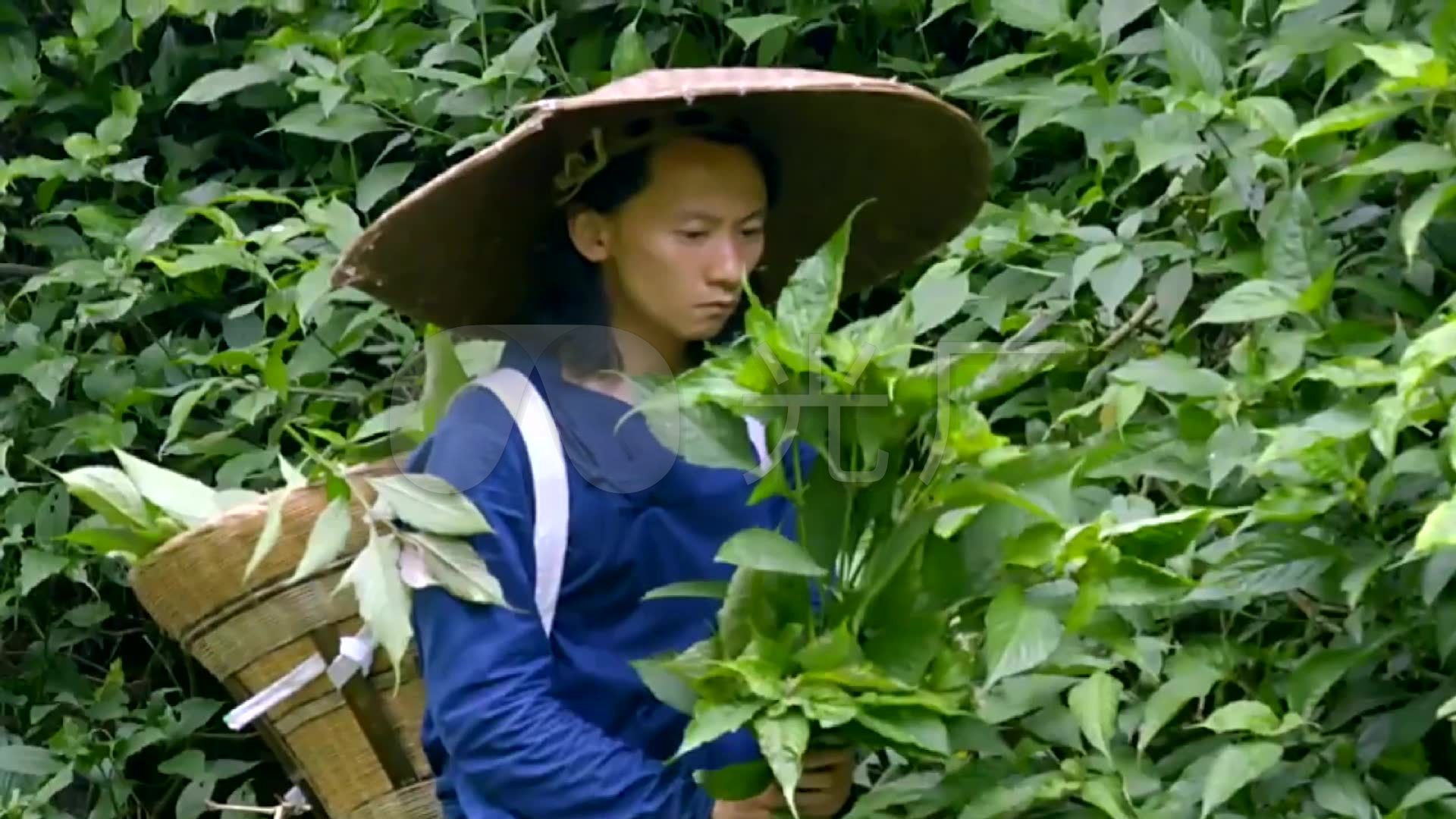 成都深山采药人过河上山采药草药蓝草回家关
