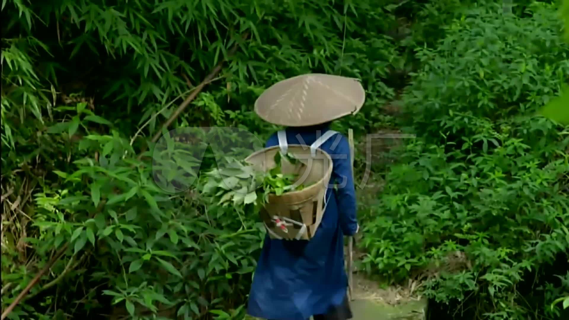 成都深山采药人背着竹篓上山采药山林风景秀