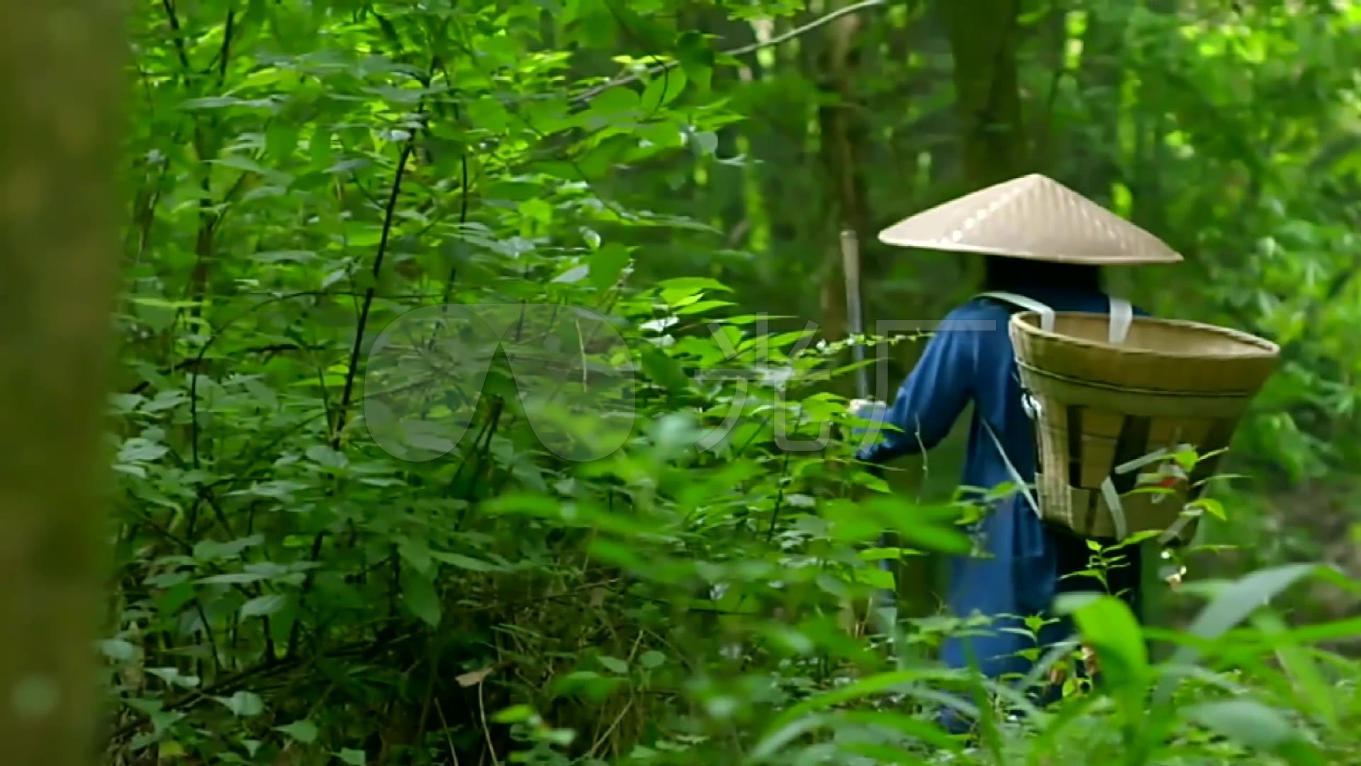 成都深山采药人背着竹篓上山采药山林风景秀