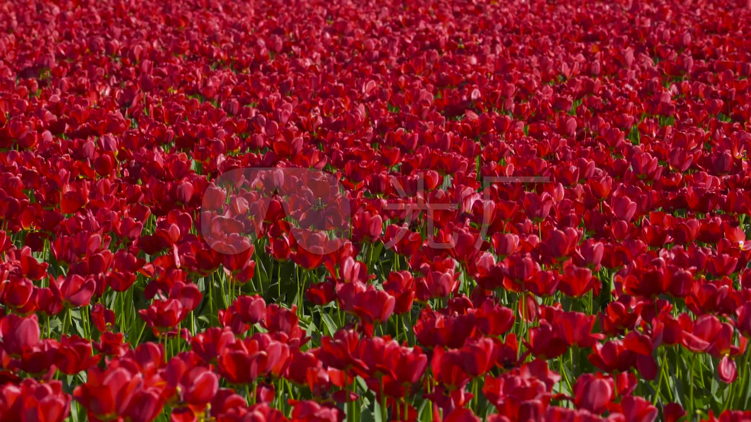 2k花丛花园花海红色郁金香鲜花花田_2560x1440_高清