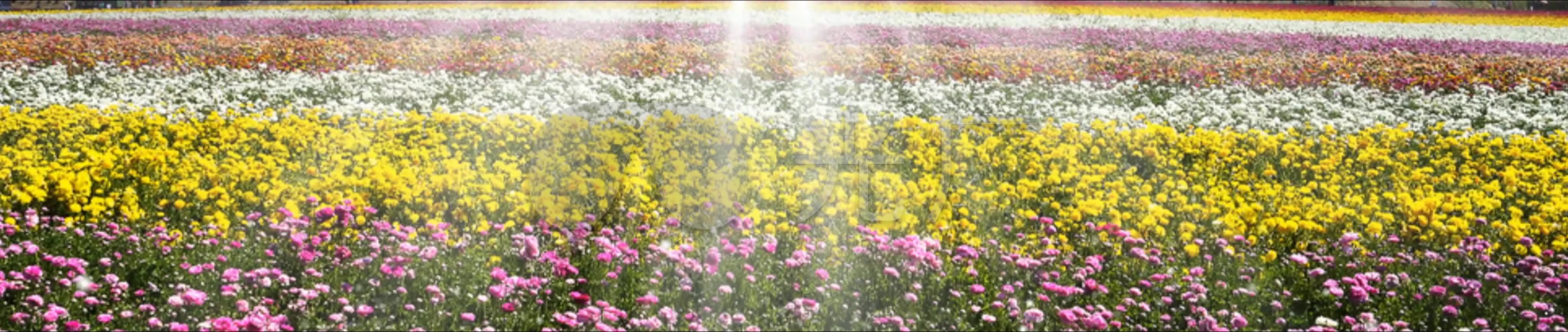 花海春天阳光唯美_4096x868_高清视频素材下载(编号:)
