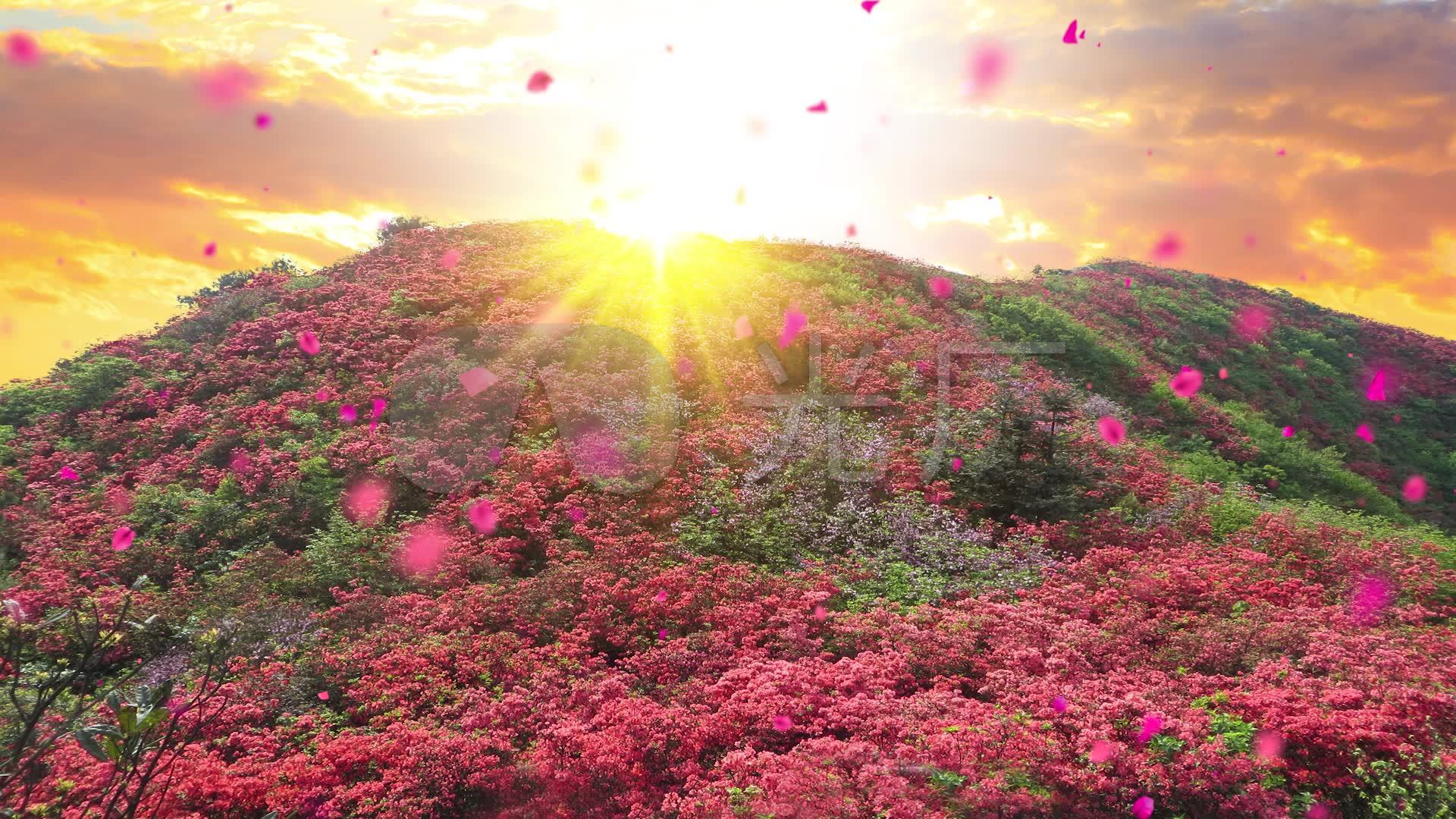 百里杜鹃花海无限循环04_1920x1080_高清视频素材下载