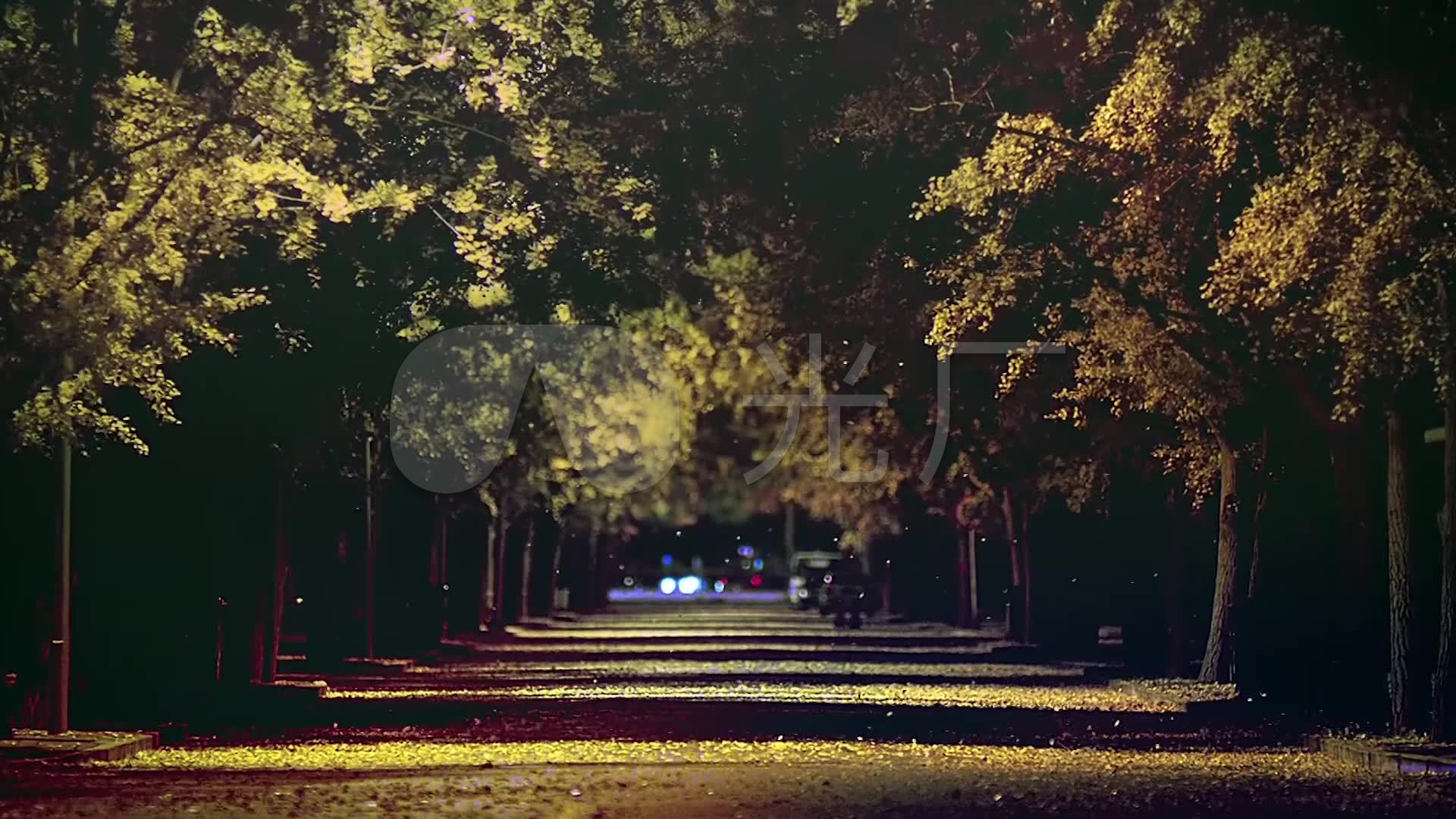 深秋夜晚的街道,落叶风卷而落.