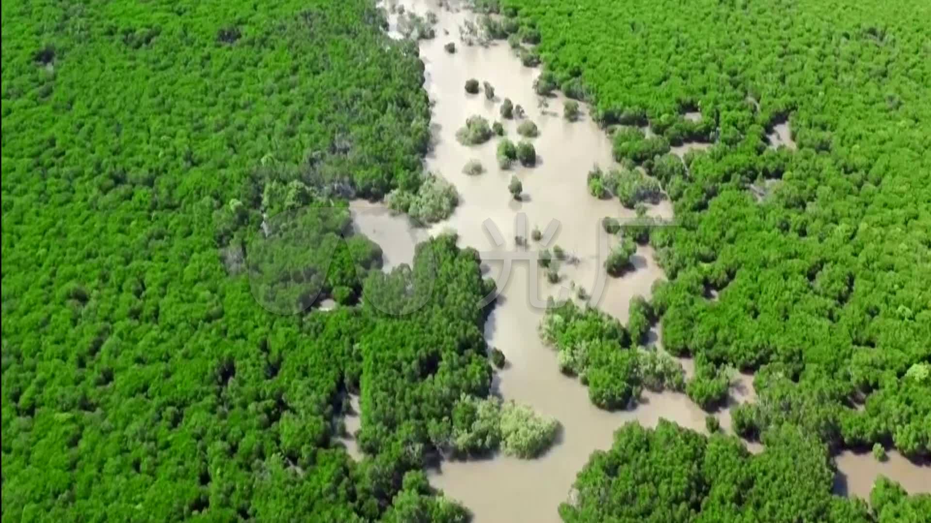 海南东寨港红树林保护区海洋树树林航拍_1920x1080