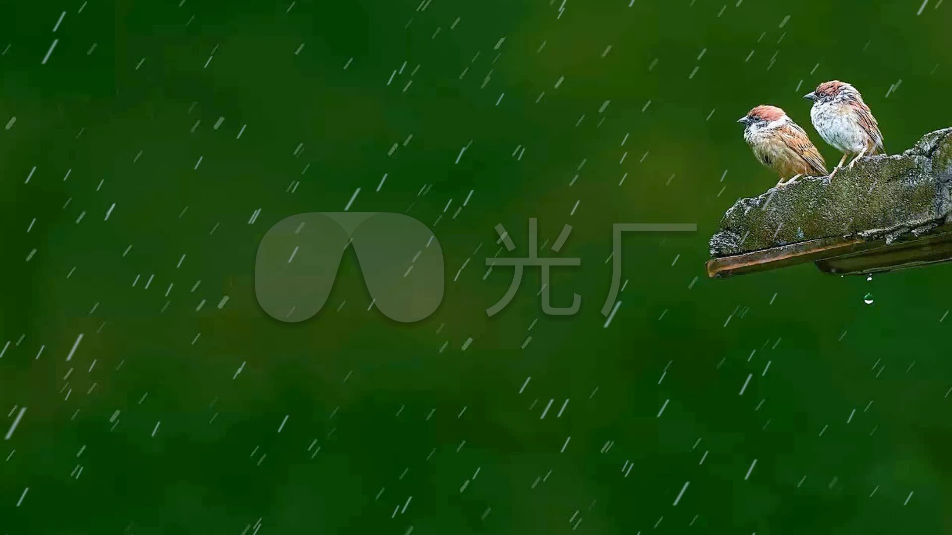 雨中被淋的小鸟_1920x1080_高清视频素材下载(编号:)