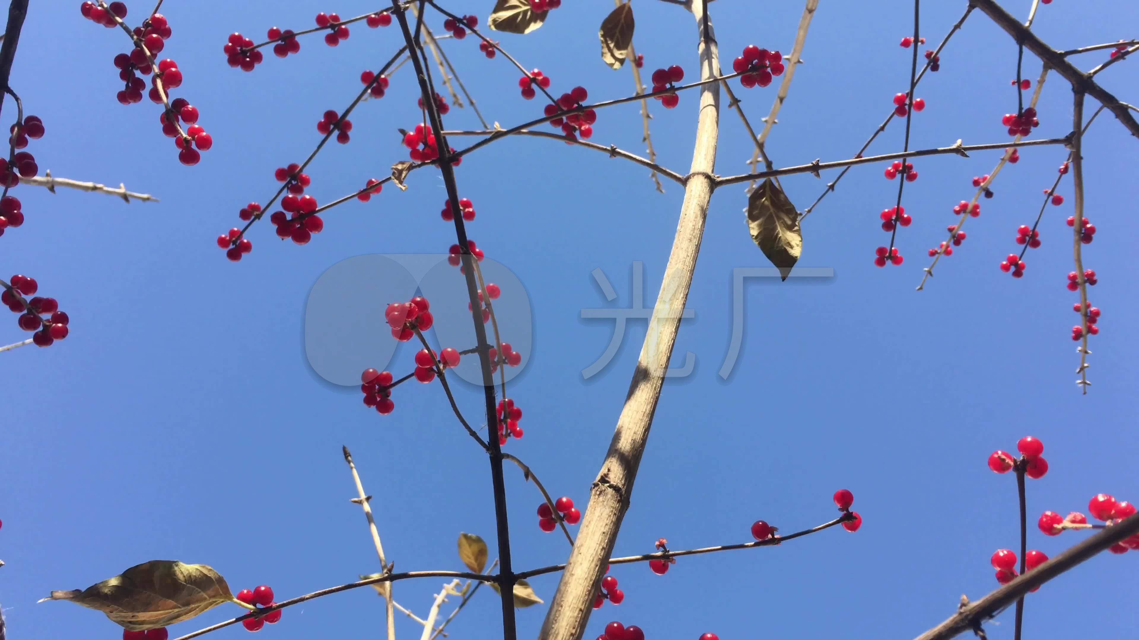 风中红豆树_3840x2160_高清视频素材下载(编号:)_实拍