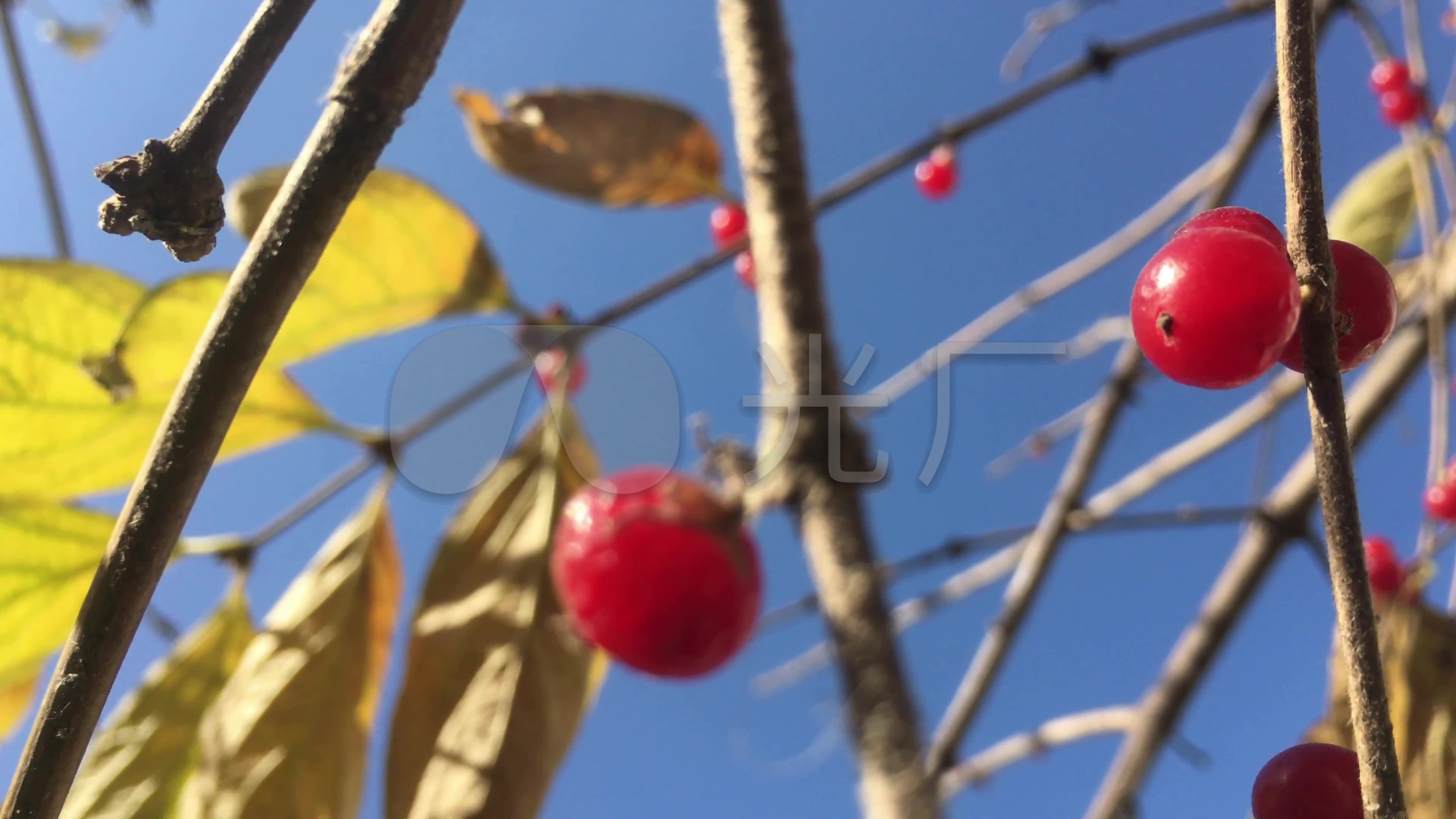 风中红豆树_3840x2160_高清视频素材下载(编号:)_实拍