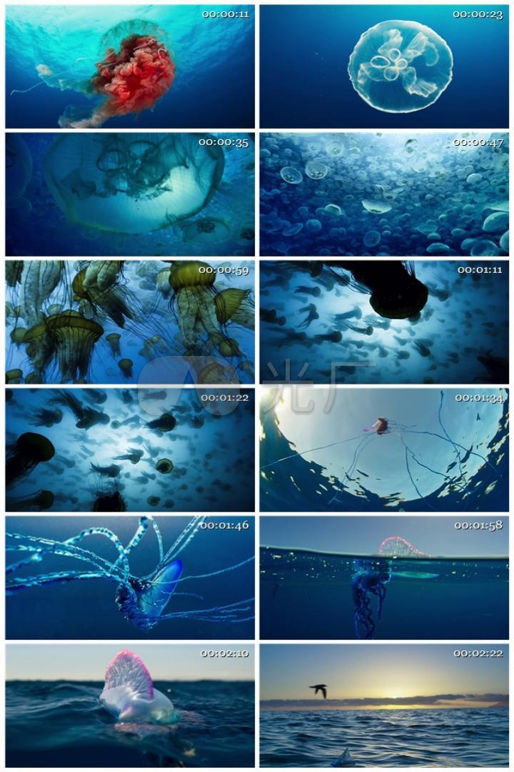 已实名签约 唯美漂亮海洋生物海姆大海蓝色星球 【声明】vj师网所有