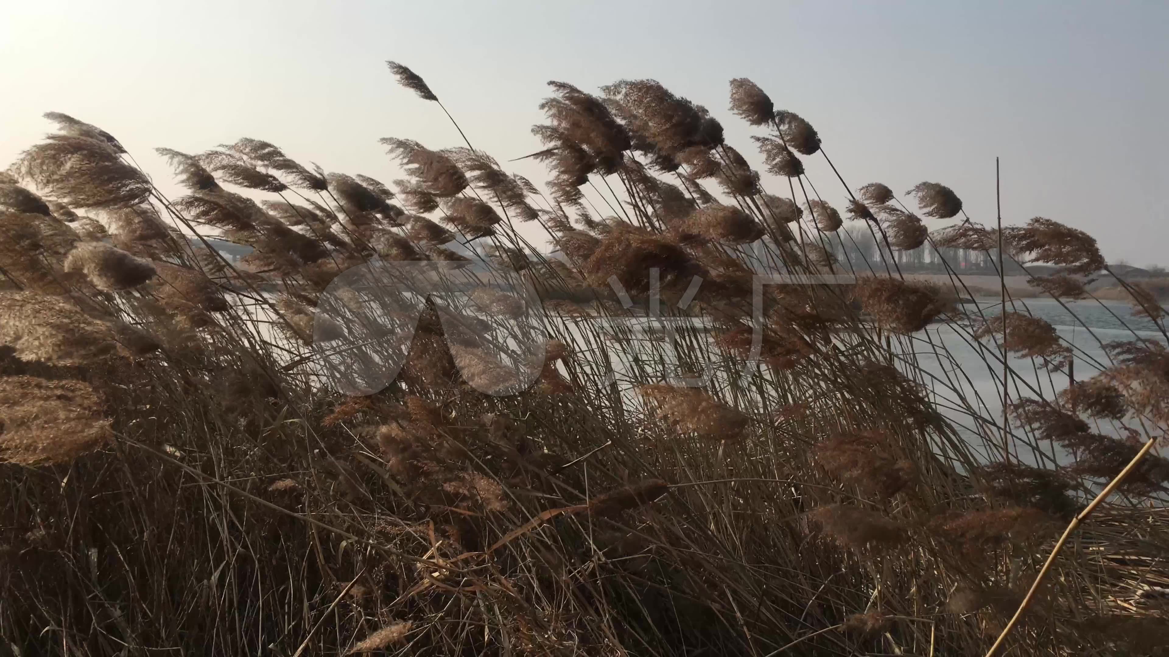 冬季风中黄芦苇素材一组