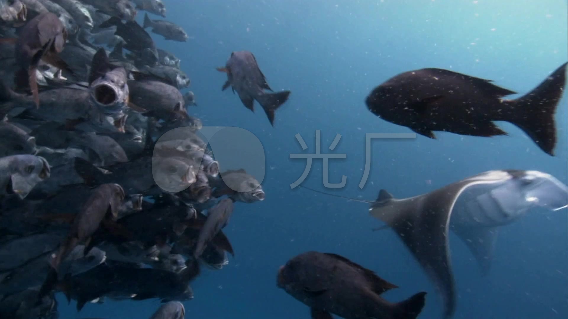 蝠鲼 魔鬼鱼 鬼鳐 鱼群 海洋 大海