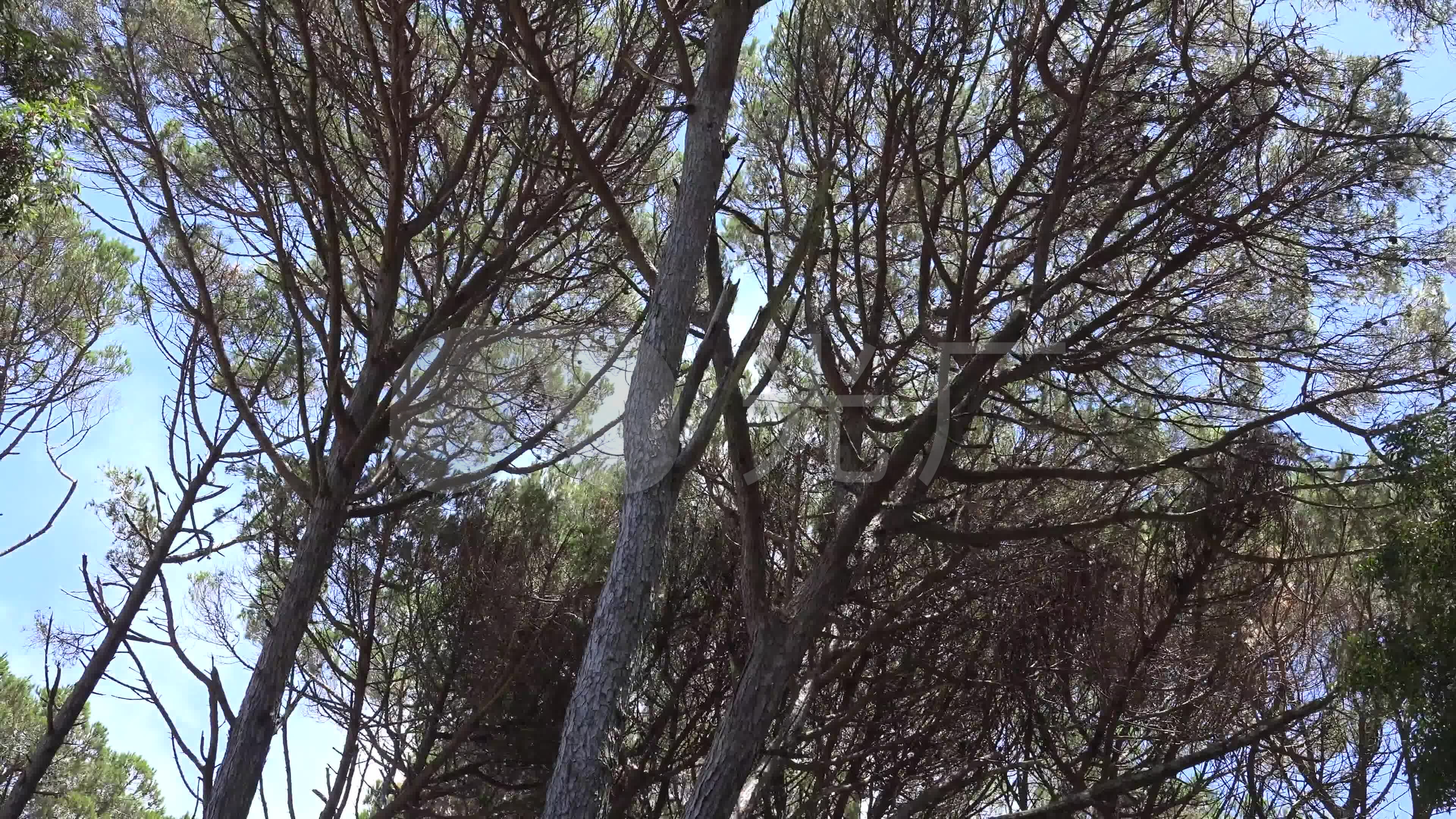 森林大树风吹大树4k