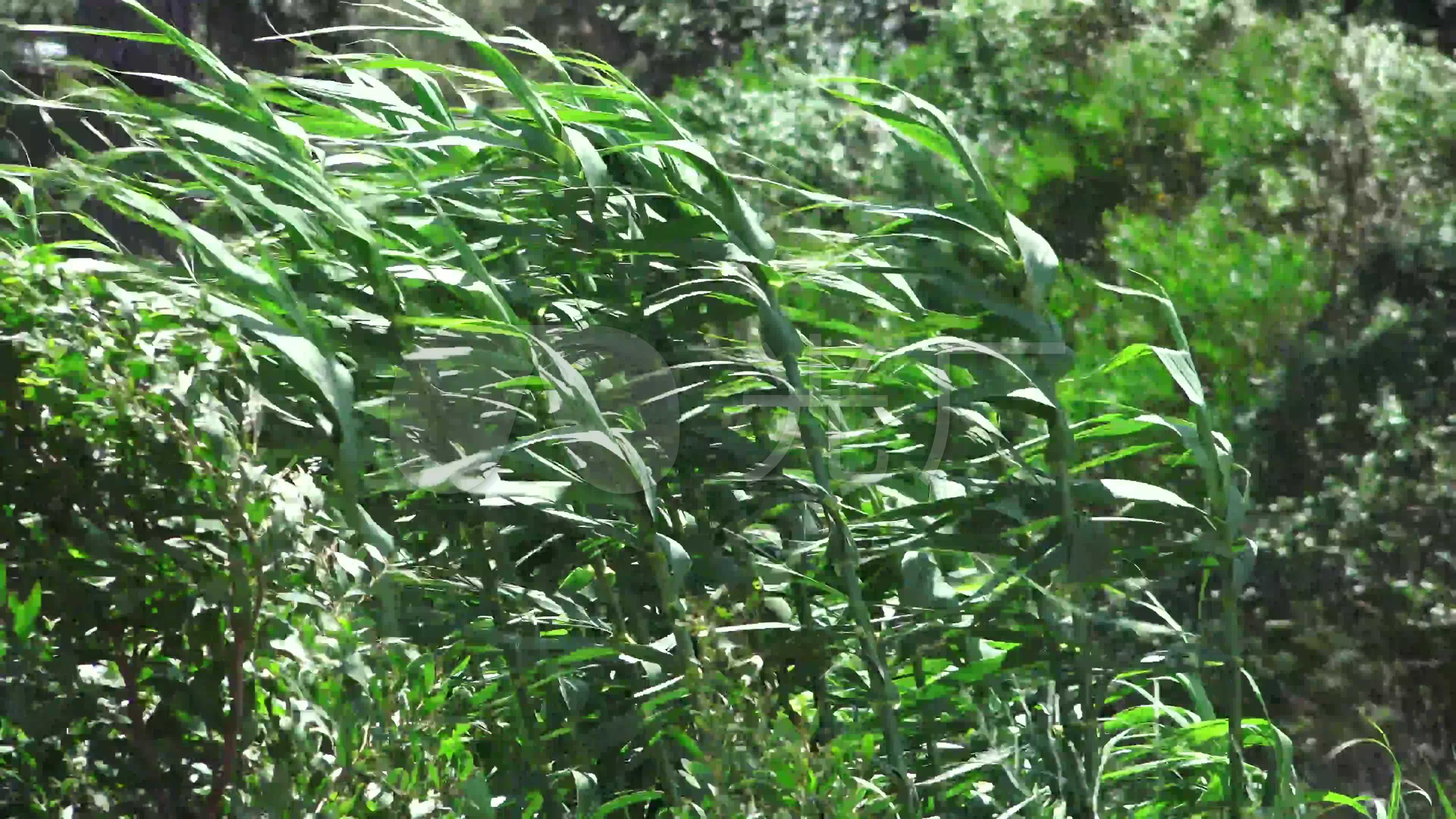 风大风树被风吹弯大风吹动_3840x2160_高清视频素材
