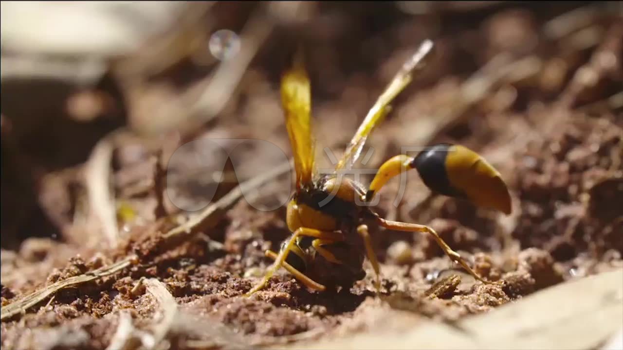 土蜂昆虫产卵造房子趣味生物科学实拍素材_1280x720
