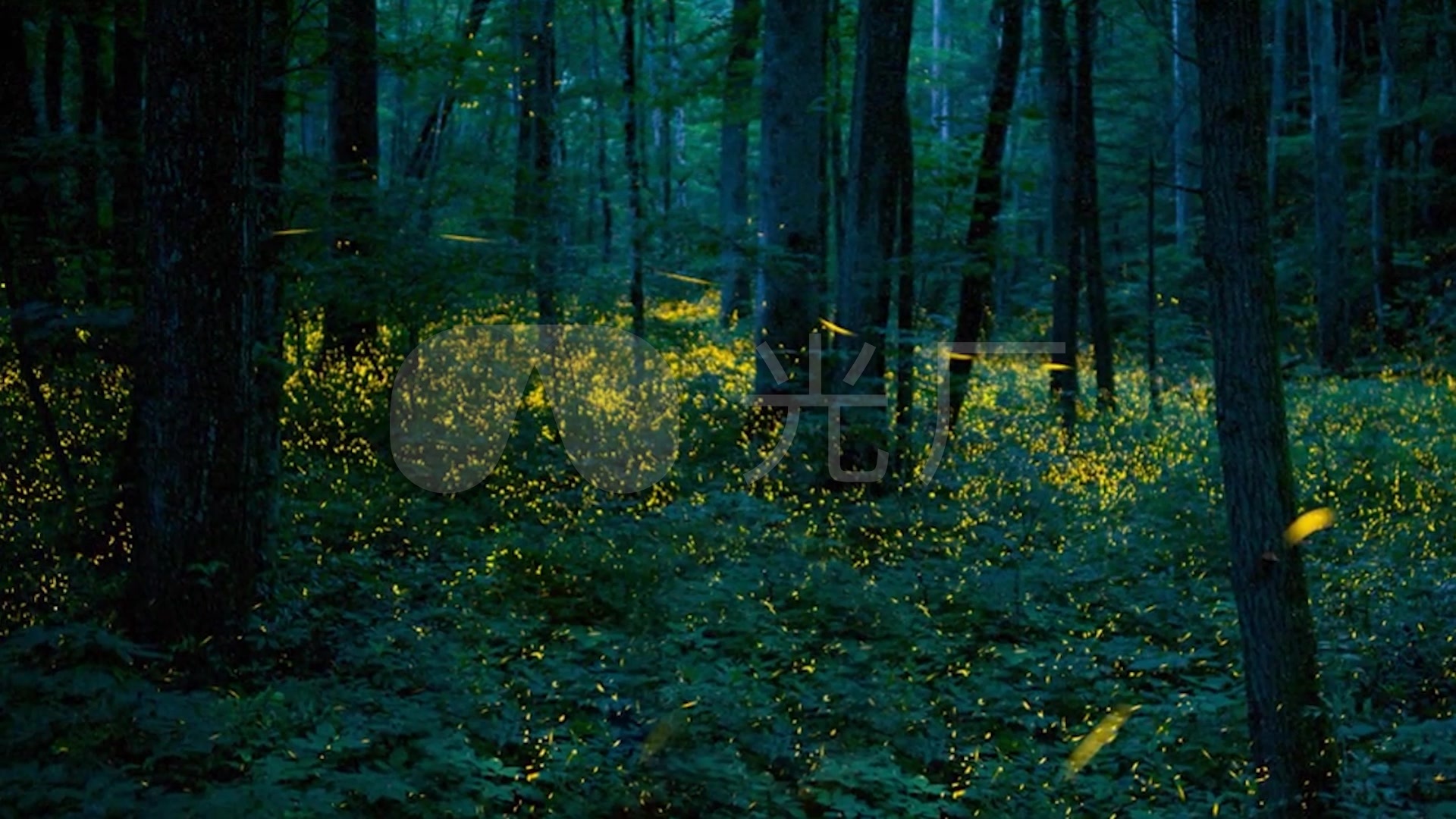 魔幻森林唯美丛林静帧