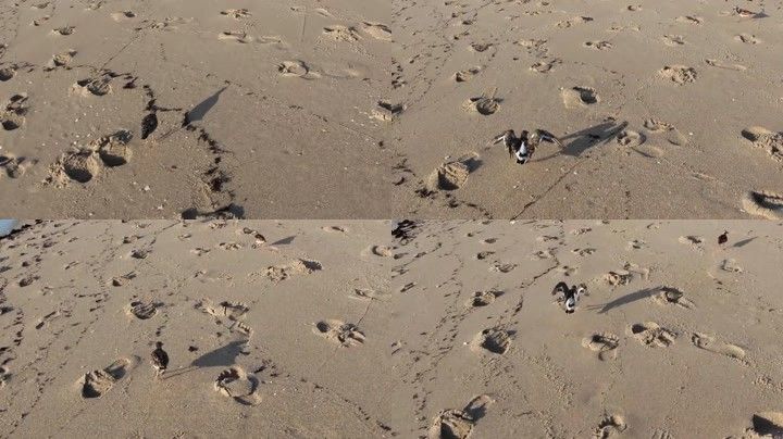 沙滩上的脚印鸟