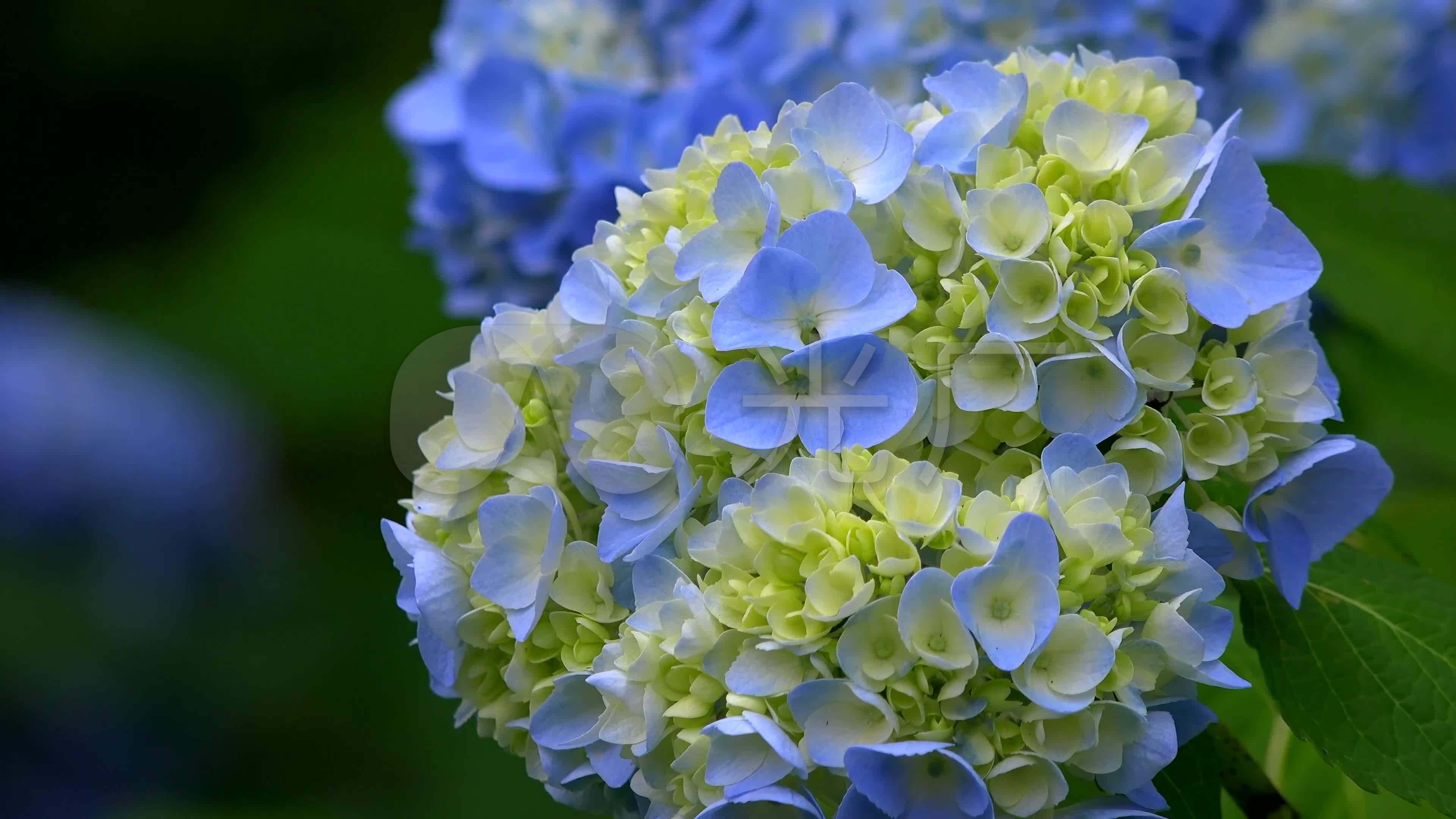 紫阳花八仙花绣球花七变花4k_3840x2160_高清视频素材
