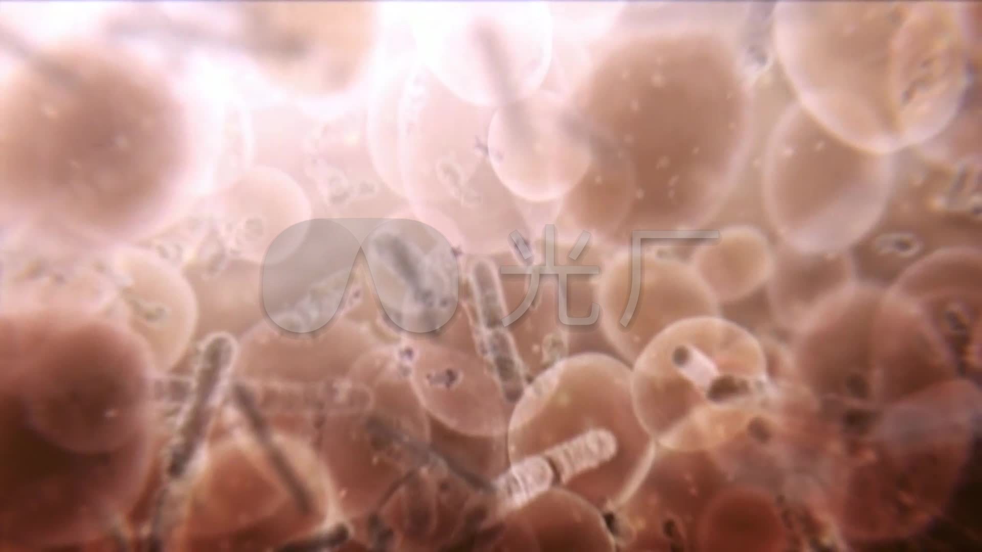 酵母菌三维动画_发酵过程分子式_发酵素_1920x1080