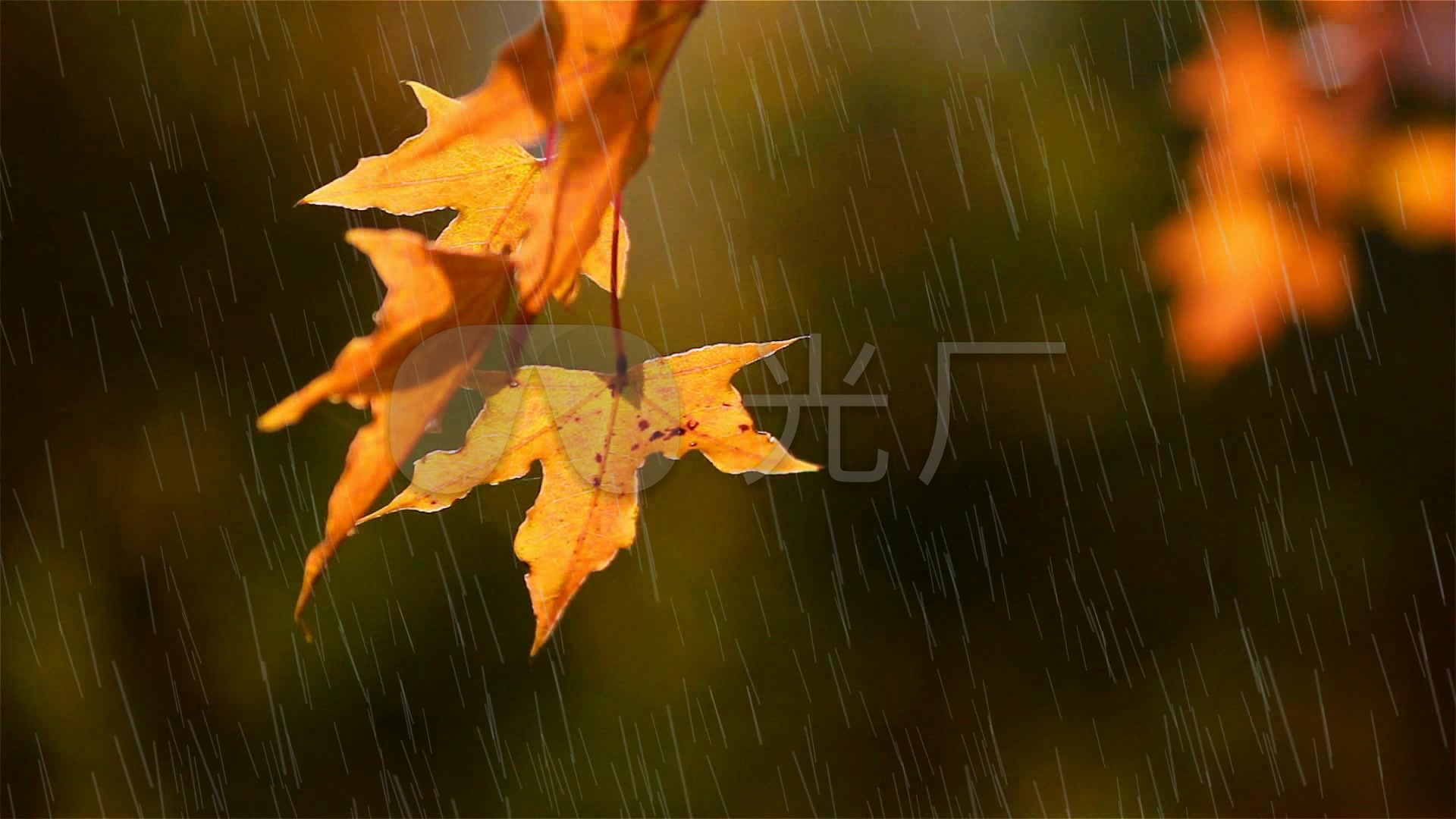 秋雨黄枫叶
