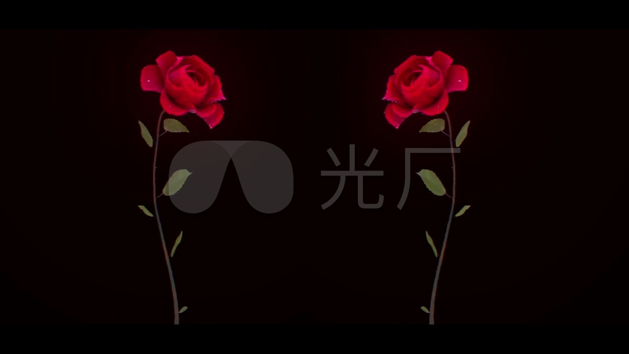 两朵玫瑰花_1280x720_高清视频素材下载(编号:2013791