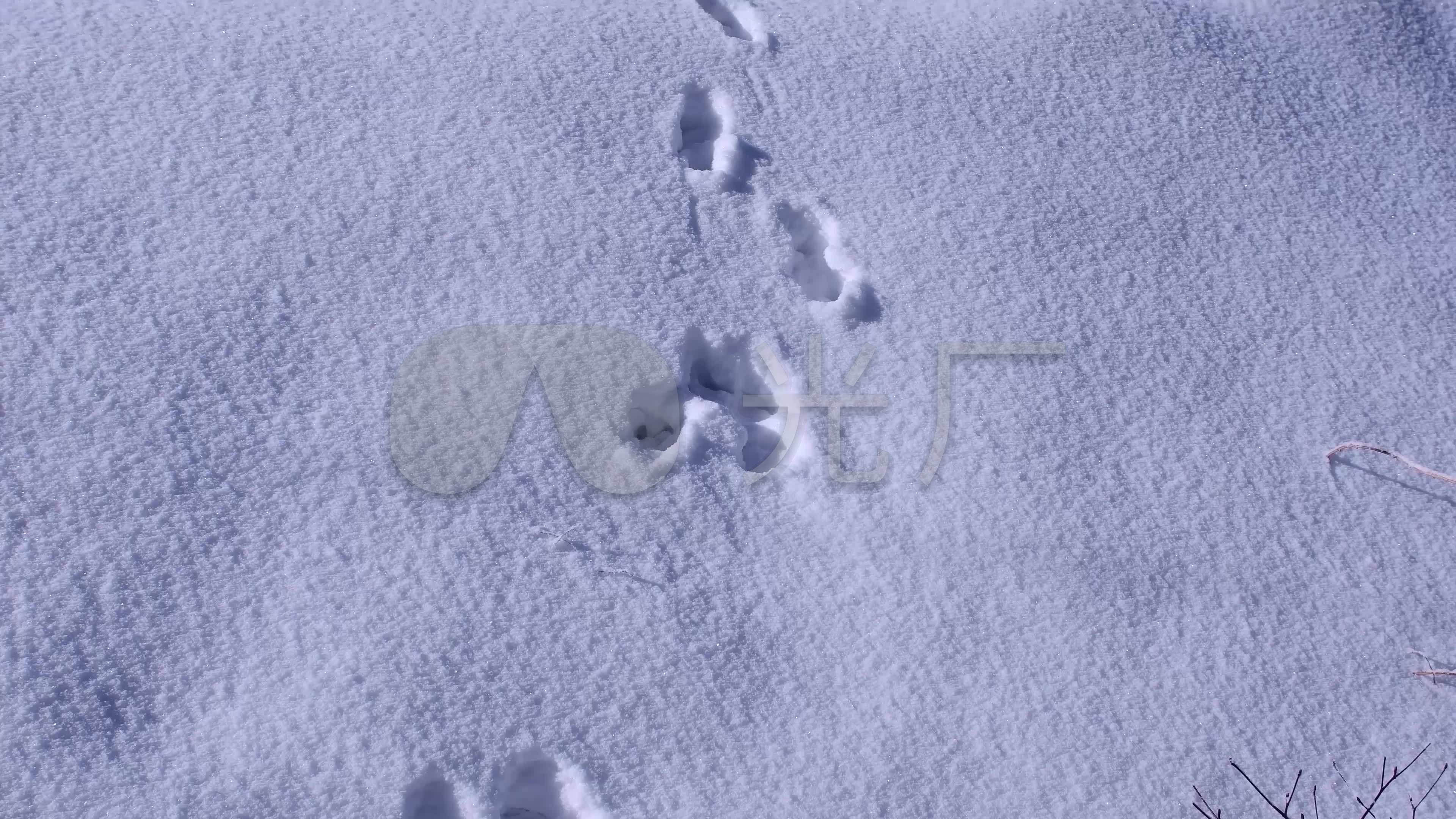 雪地上动物脚印