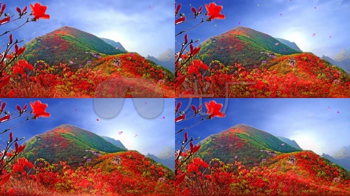 满山红杜鹃映山红歌舞背景