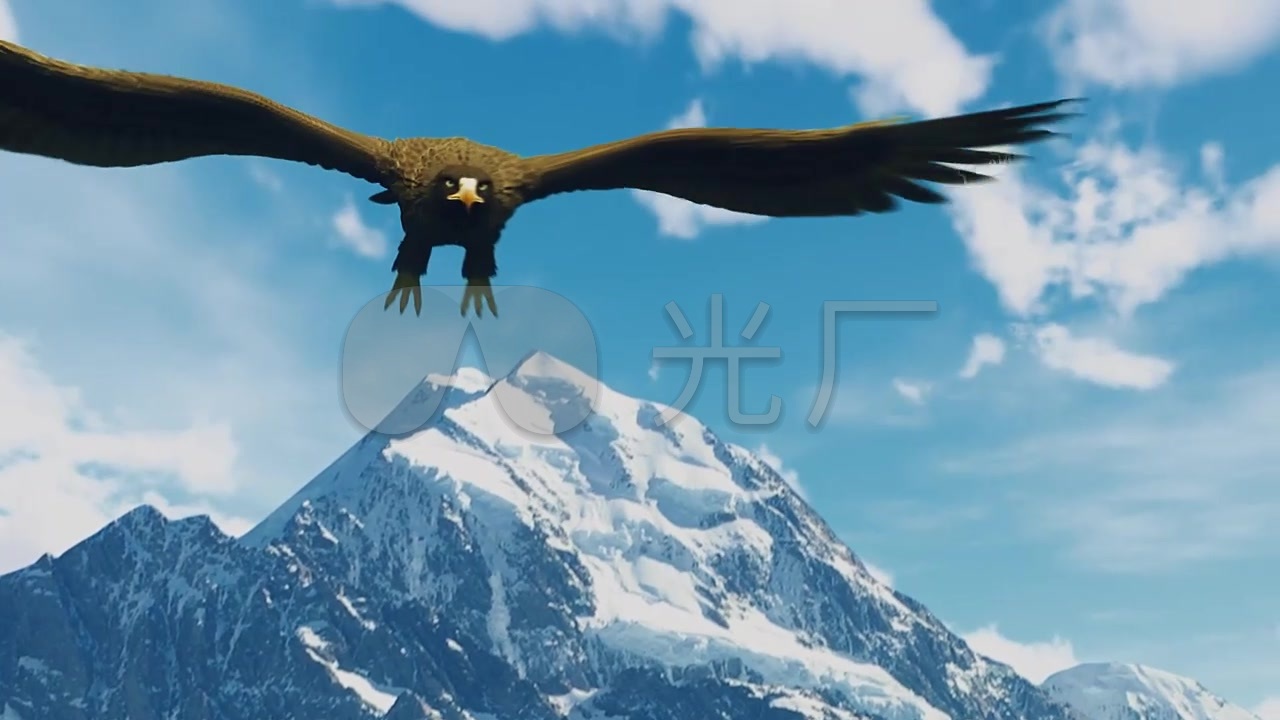 雄鹰翱翔天空