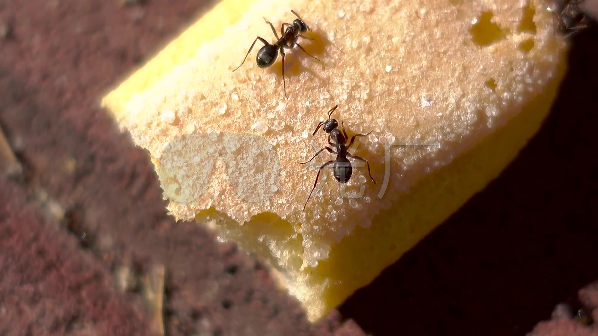 蚂蚁吃蛋糕
