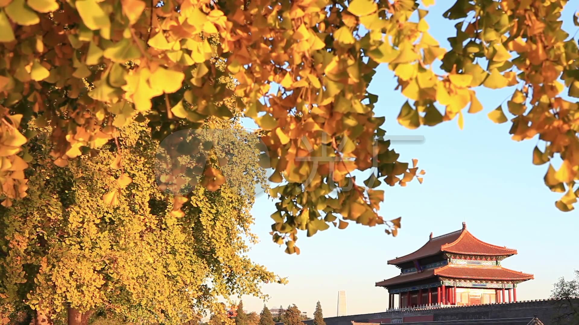 北京紫禁城秋天秋叶景点景观_1920x1080_高清视频素材