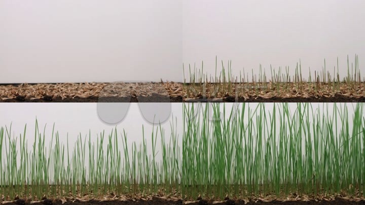 小草种子发芽生长