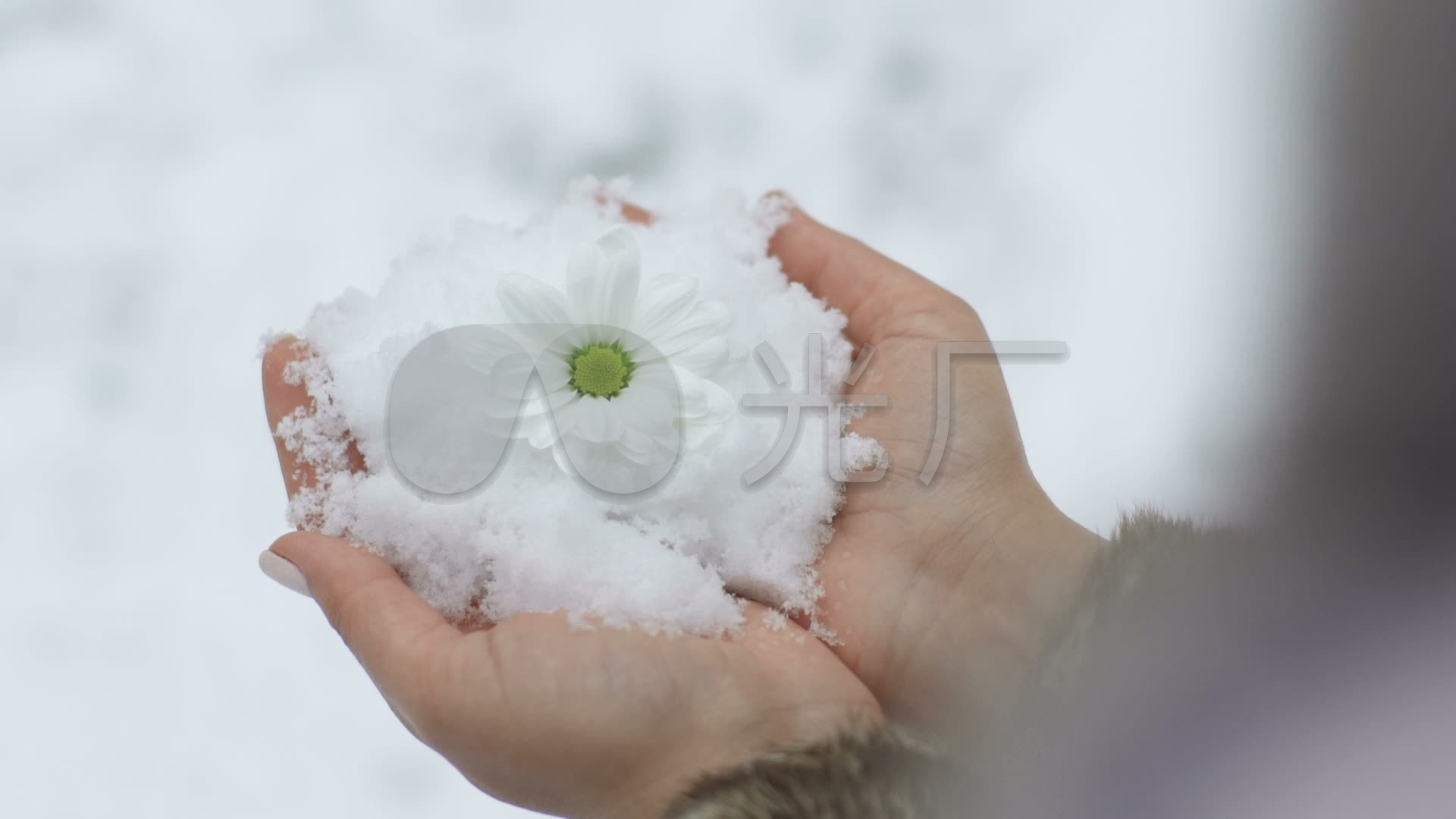 手捧雪花_1920x1080_高清视频素材下载(编号:2037983)