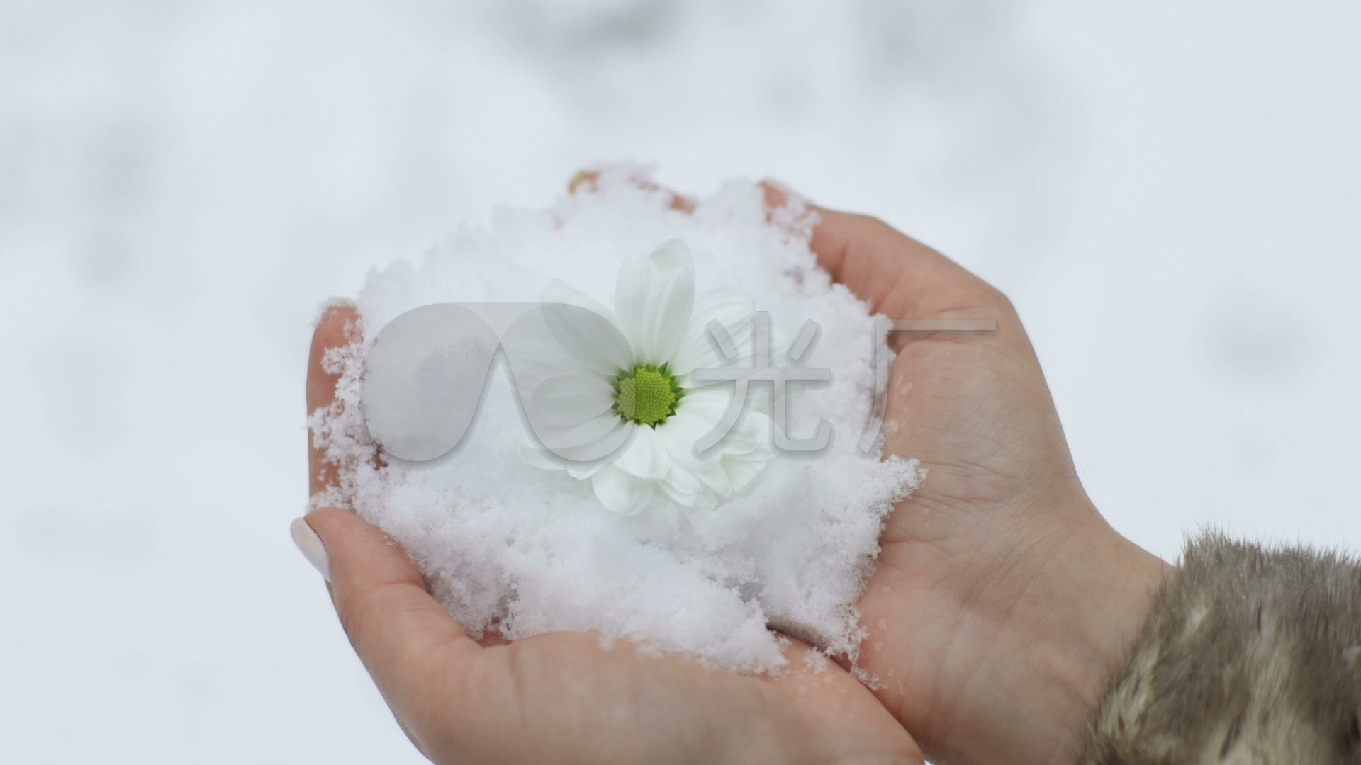 手捧雪花_1920x1080_高清视频素材下载(编号:2037983)