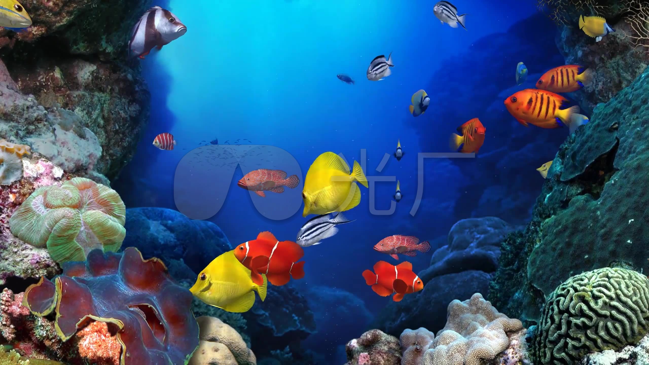 3k唯美梦幻3d海底世界鱼群海洋生物