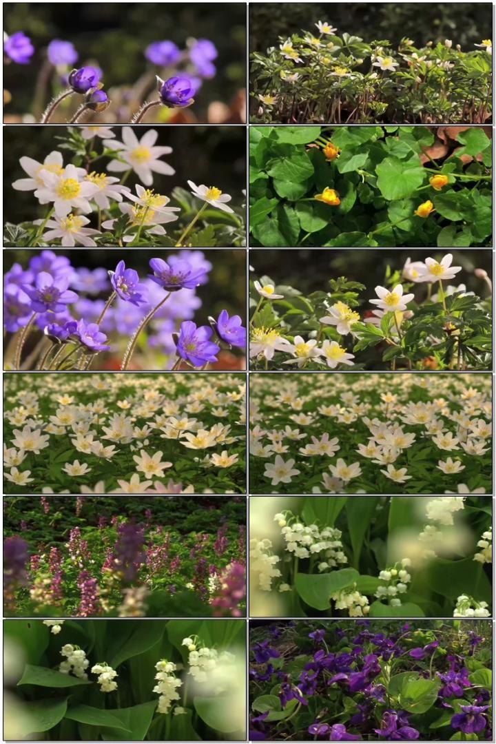 春天百花齐放
