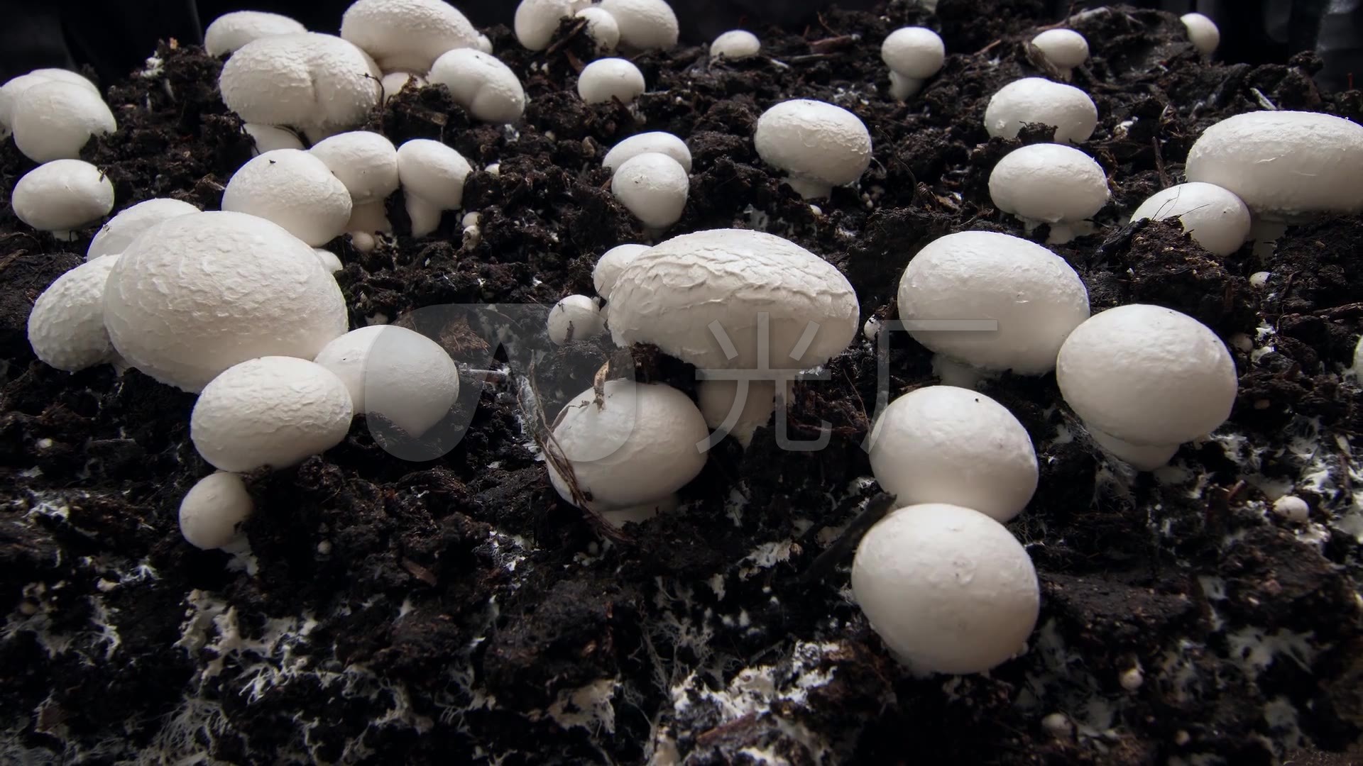 白蘑菇生长延时素材
