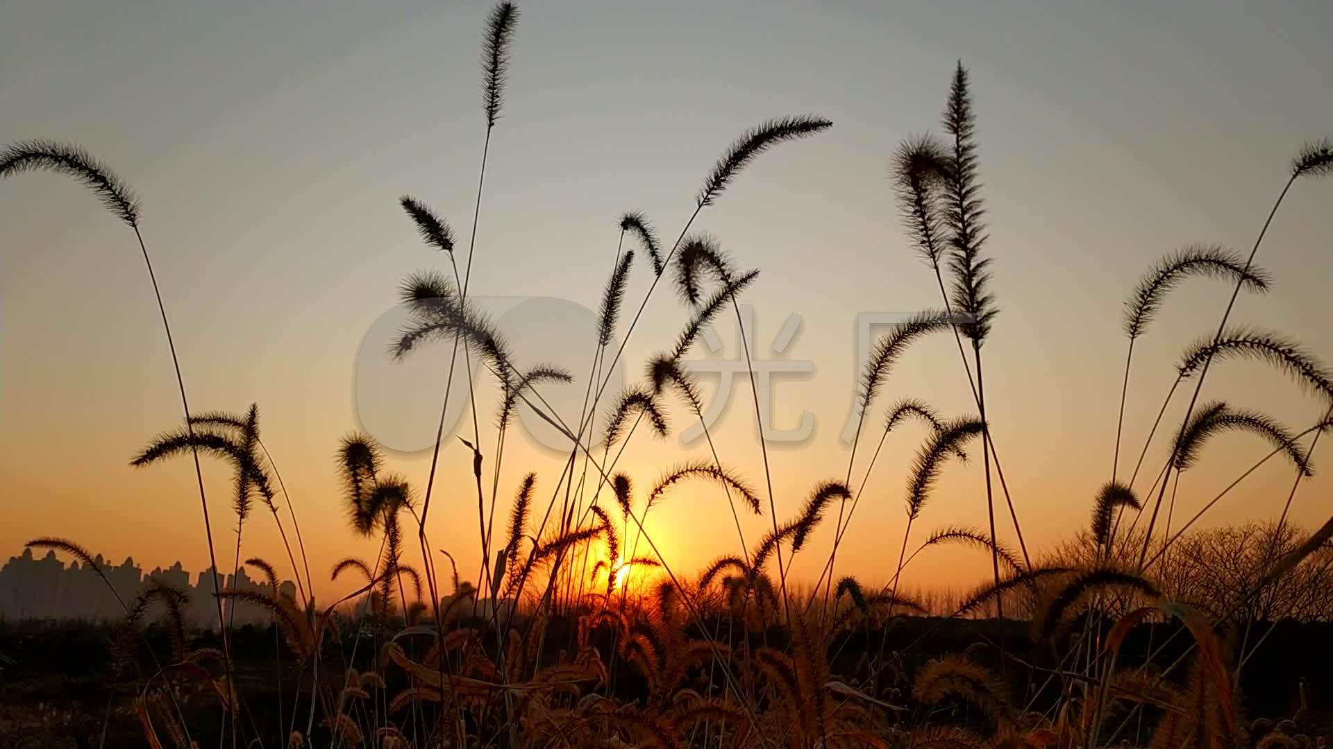 夕阳下狗尾巴草