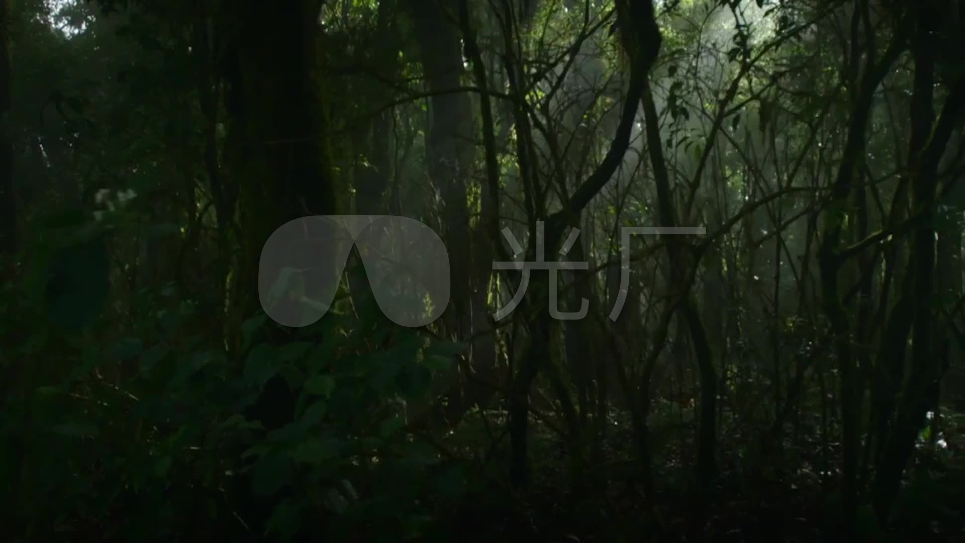 深山老林_密林深处_幽暗原始森林丛林视频