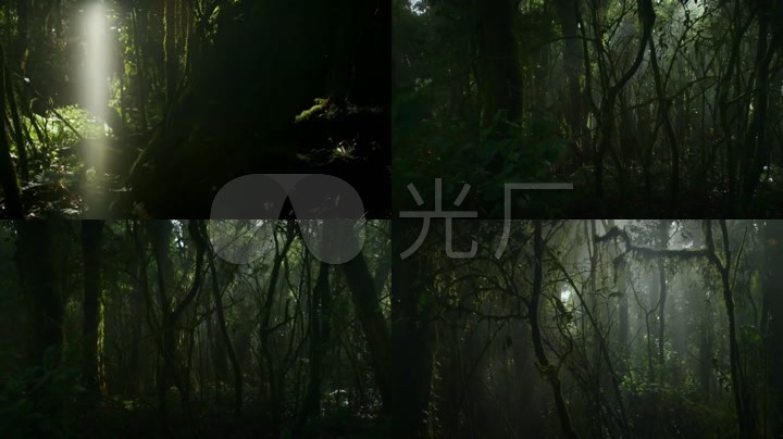 深山老林_密林深处_幽暗原始森林丛林视频