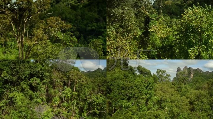 山脉热带雨林森林丛林_东南亚泰国旅游风光