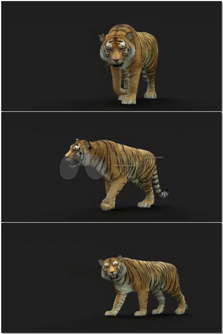 老虎走路3d模型动画