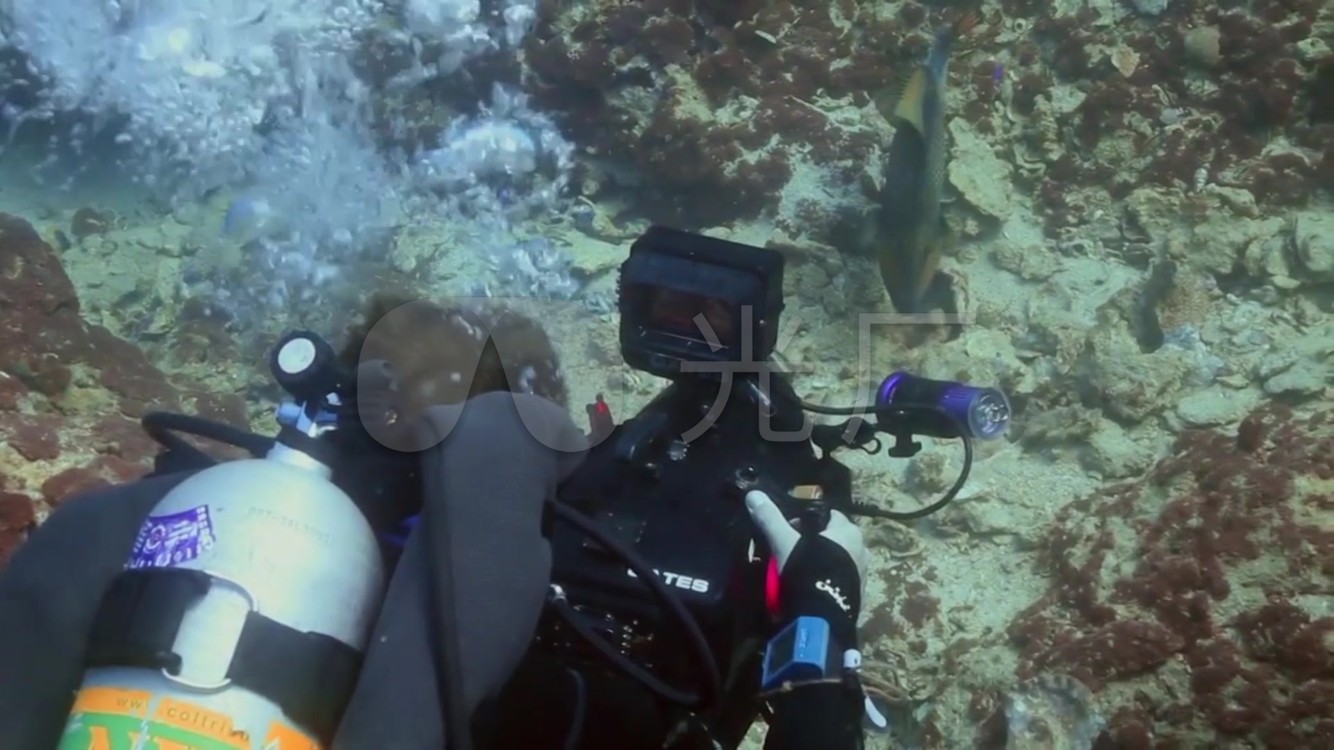 潜水员水下摄影师拍摄_海底动物世界_鱼类_1