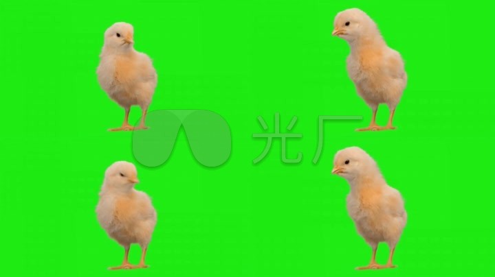 绿色背景抠图小鸡