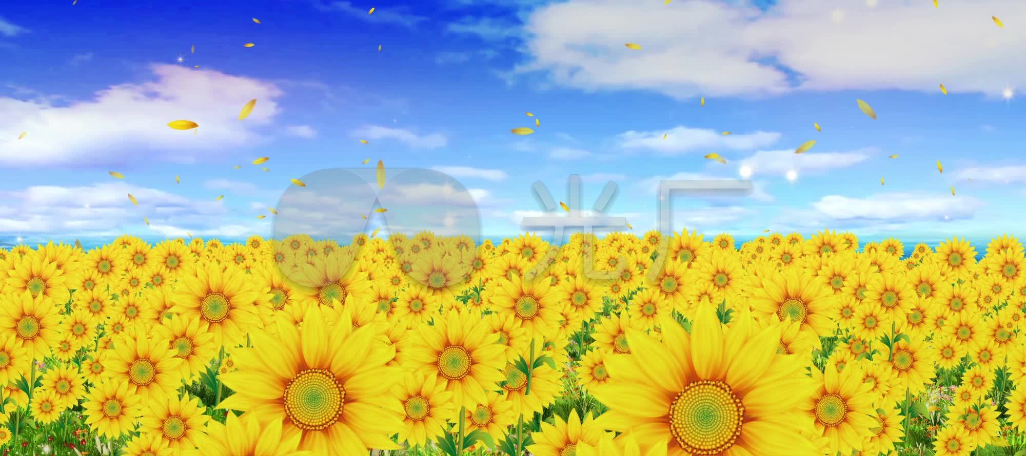 向日癸 蓝天大气 高清 无疑 循环