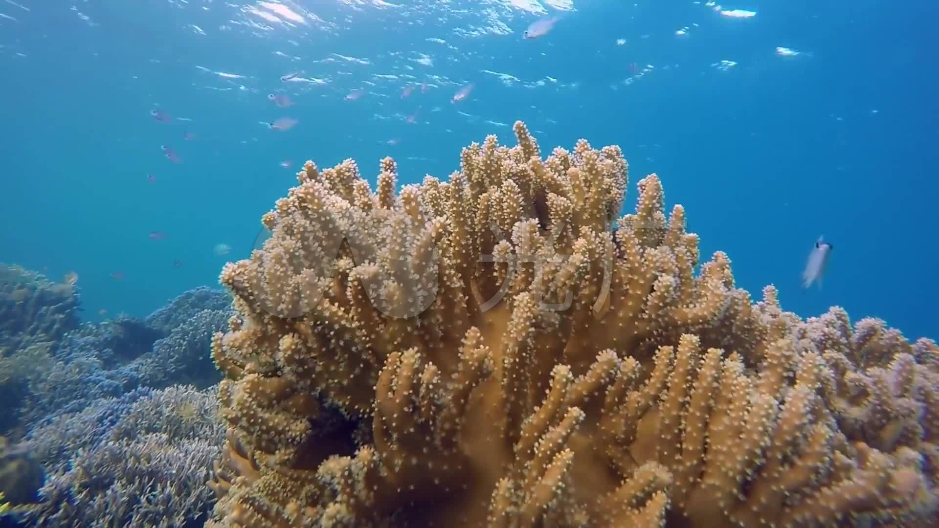 海水珊瑚_1920x1080_高清视频素材下载(编号:2133441)_实拍视频_vj师