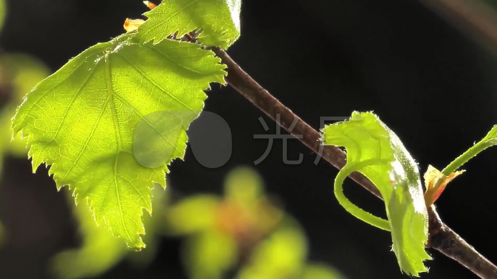 春天万物复苏树枝发芽